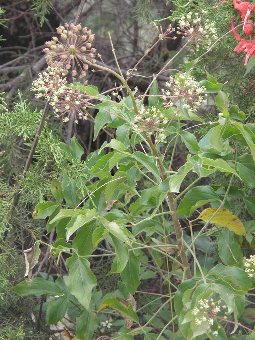 Image de Aralia humilis Cav.