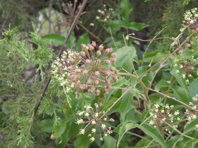 Image de Aralia humilis Cav.