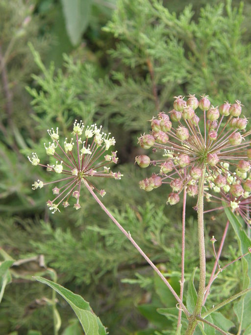 Image de Aralia humilis Cav.