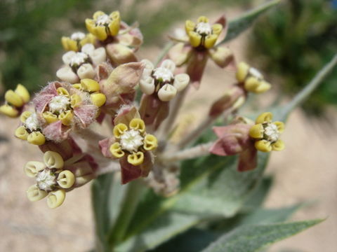 Image of woolly milkweed