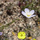 Image of narrowflower flaxflower