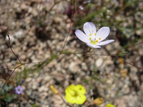 Image of narrowflower flaxflower