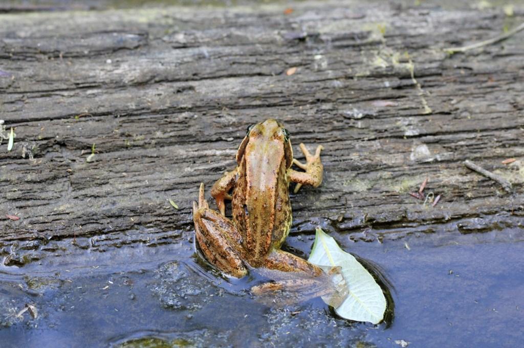 Image of Northern Red-legged Frog