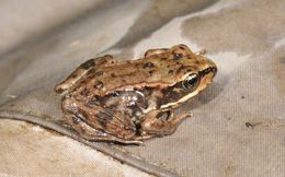 Image of Northern Red-legged Frog