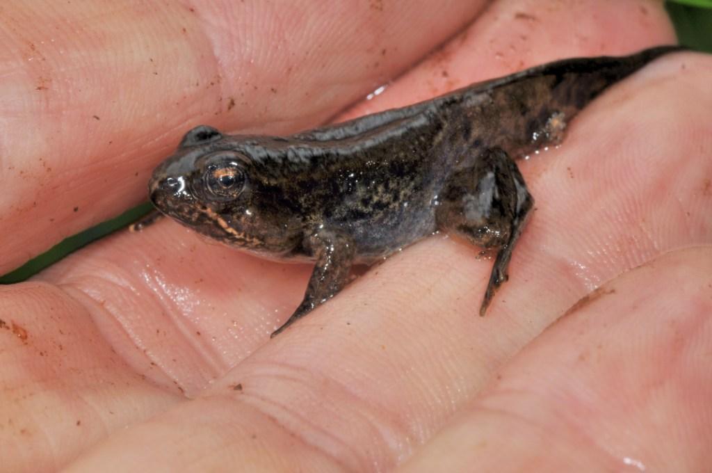 Image of Northern Red-legged Frog