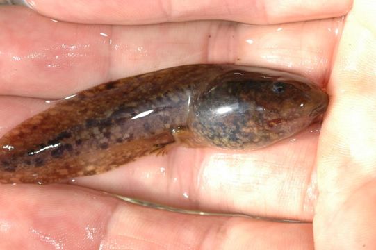 Image of Northern Red-legged Frog