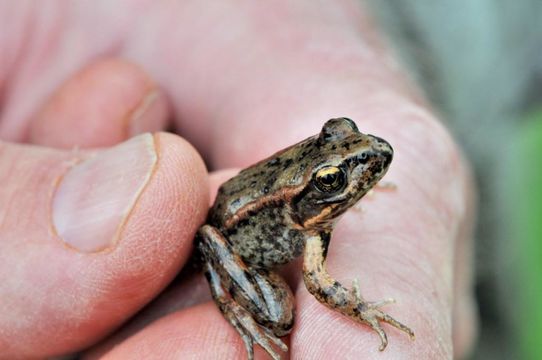 Image of Northern Red-legged Frog