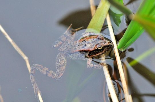 Image of Northern Red-legged Frog