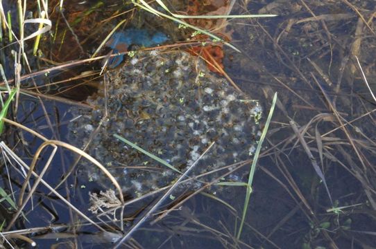 Image of Northern Red-legged Frog