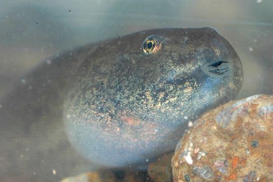 Image of Cascades Frog