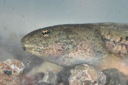 Image of Cascades Frog