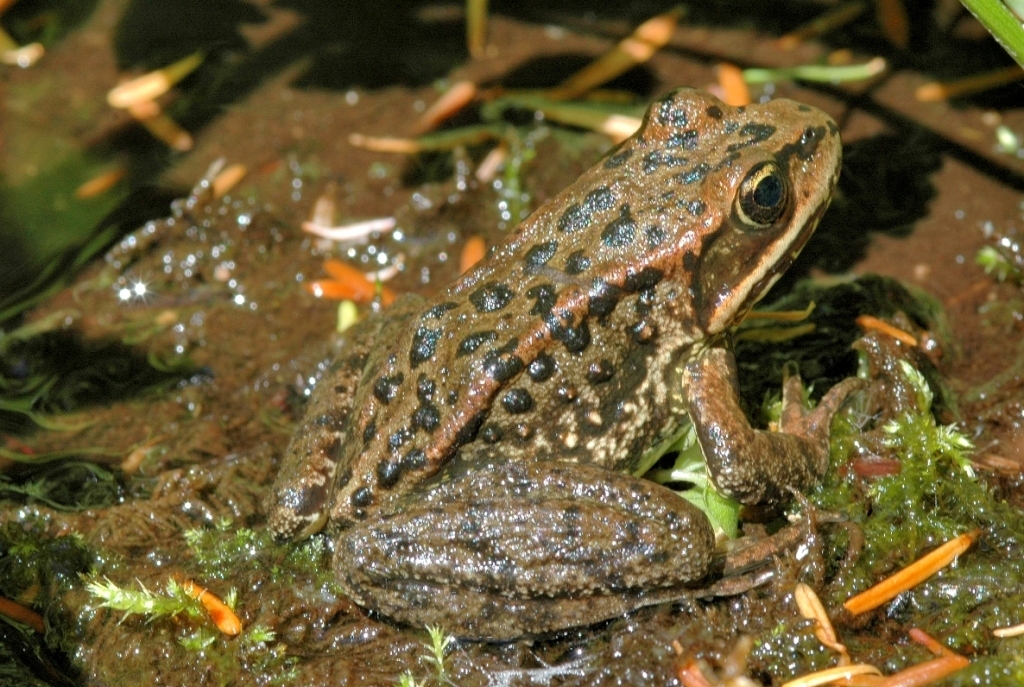 Image of Cascades Frog