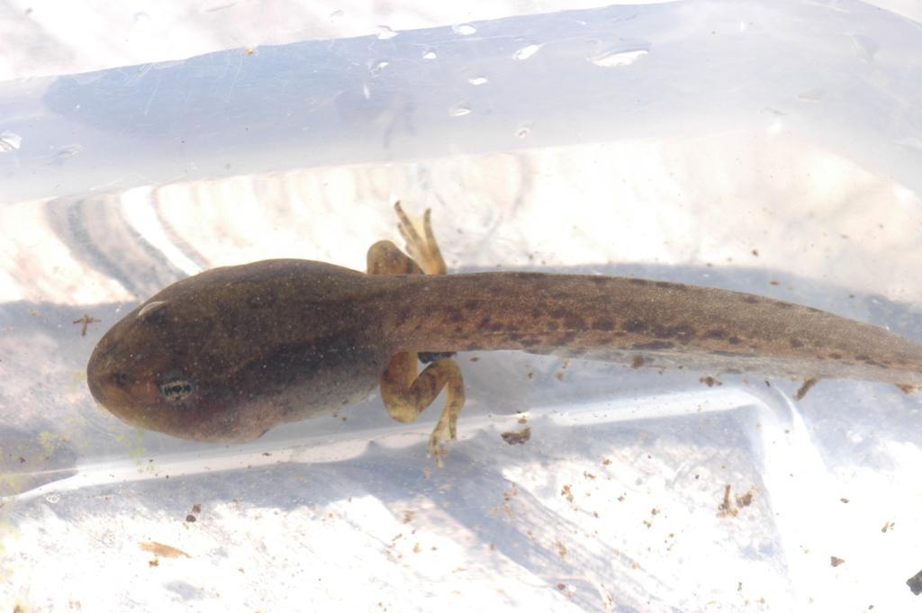 Image of Cascades Frog