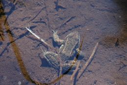 Image of Cascades Frog