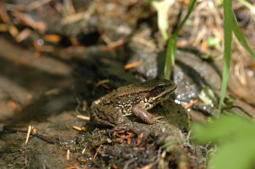 Image of Cascades Frog