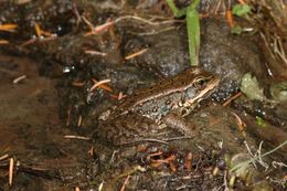 Image of Cascades Frog