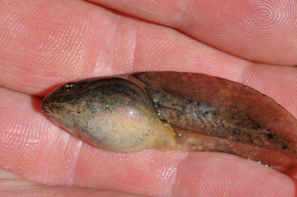 Image of Cascades Frog