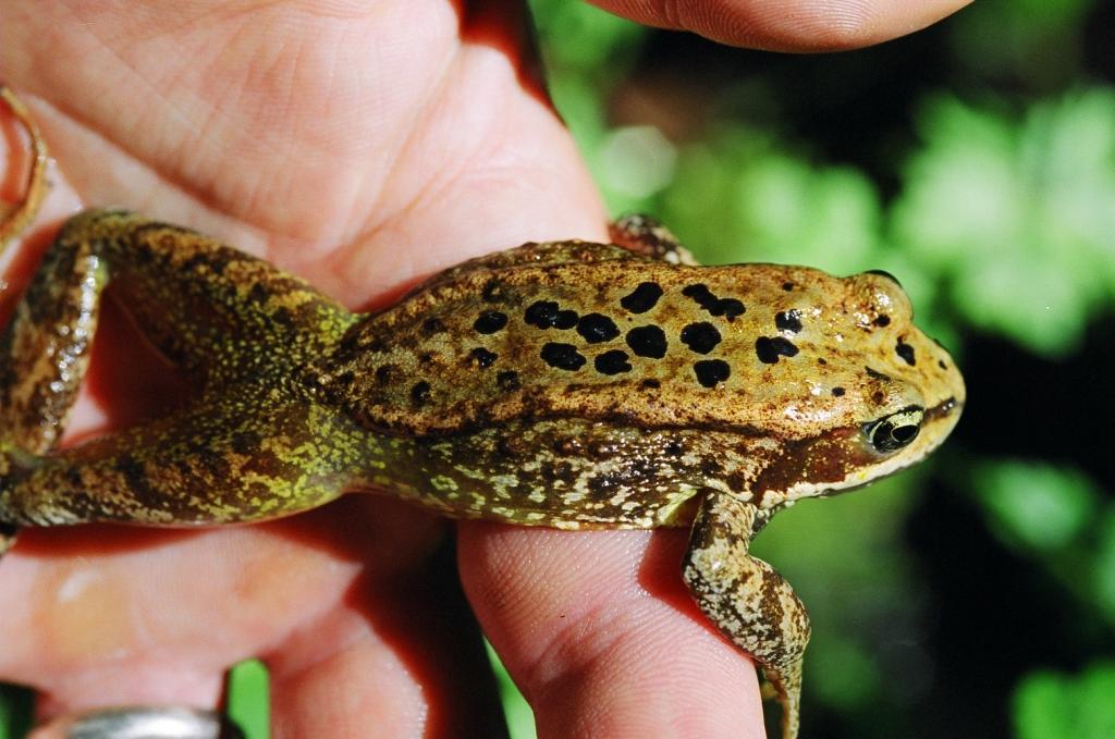 Image of Cascades Frog