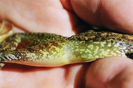 Image of Cascades Frog