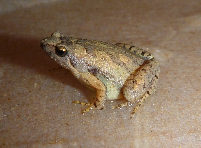 Image of Javan Chorus Frog