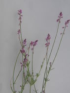 Image of tropical milkwort