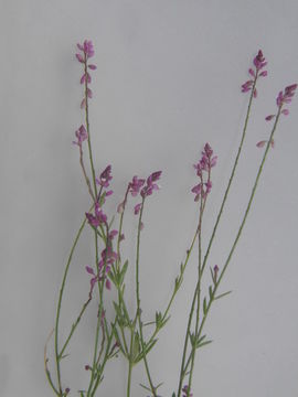 Image of tropical milkwort