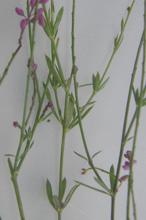 Image of tropical milkwort