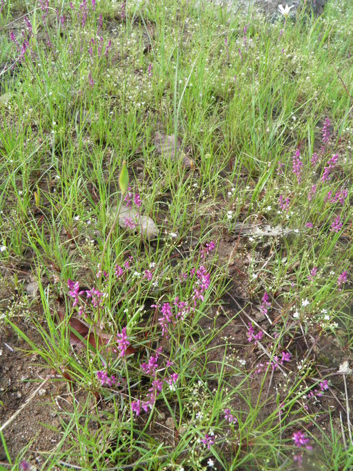 Image of tropical milkwort