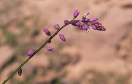 Image of tropical milkwort