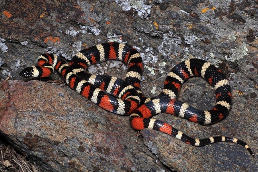 Image of California Mountain Kingsnake