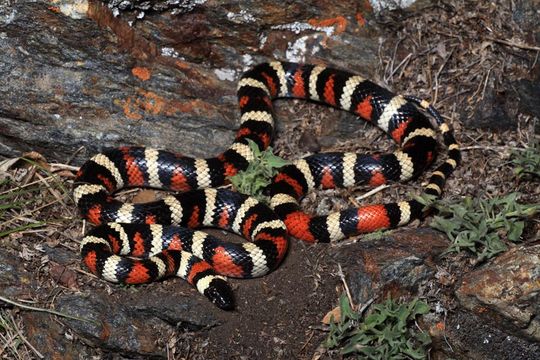 Image of California Mountain Kingsnake