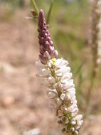 Image of white milkwort