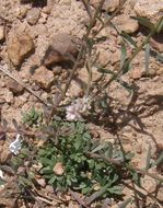 Image of white milkwort