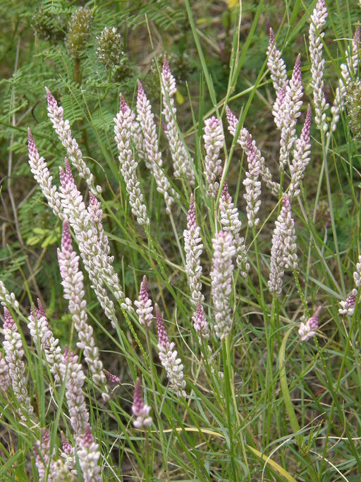 Image of white milkwort