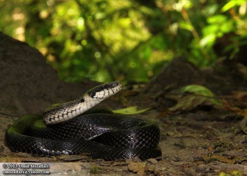 Image of Aesculapian Ratsnake