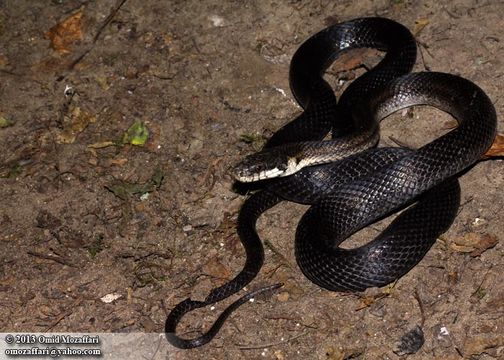 Image of Aesculapian Ratsnake