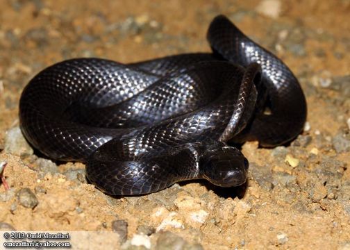 Image of Persian ratsnake