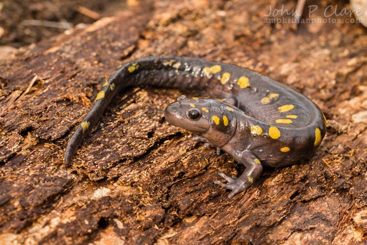 Image of Spotted Salamander