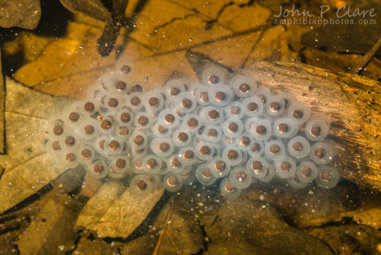 Слика од Ambystoma maculatum (Shaw 1802)