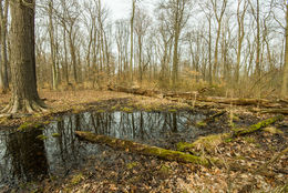 Image of Spotted Salamander