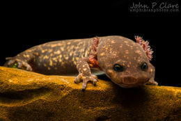 Image of Cope's Giant Salamander