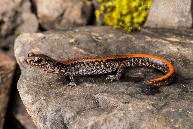 Image of Larch Mountain salamander