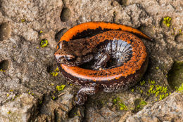 Image of Larch Mountain salamander