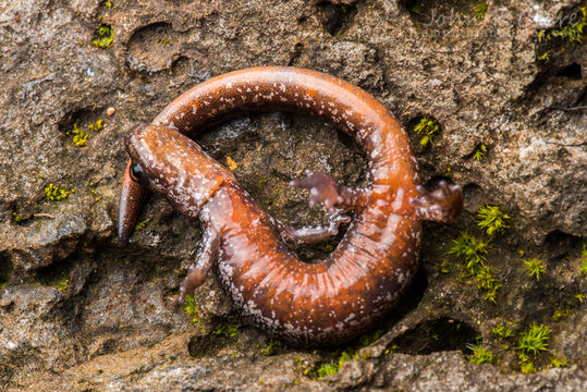 Image of Larch Mountain salamander