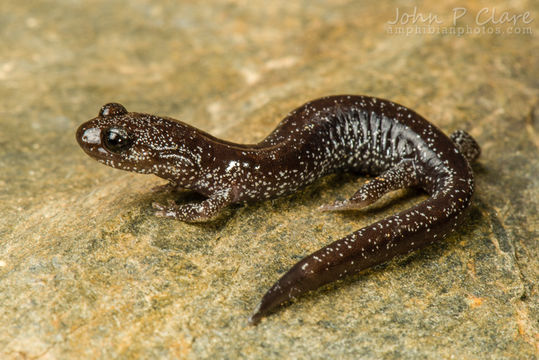 Image of Siskiyou Mountains salamander