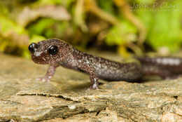 Image of Siskiyou Mountains salamander