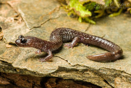 Image of Siskiyou Mountains salamander