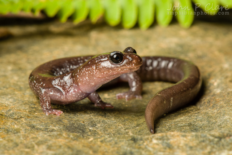 Image of Siskiyou Mountains salamander