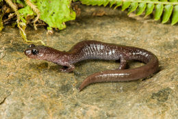 Image of Siskiyou Mountains salamander