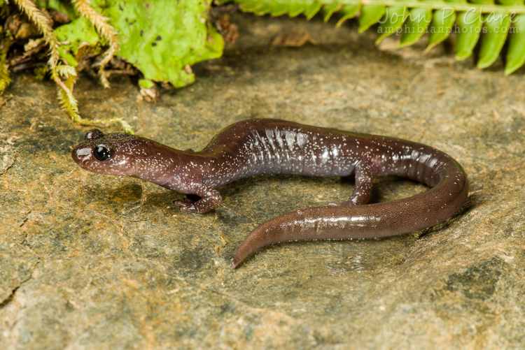 Image of Siskiyou Mountains salamander